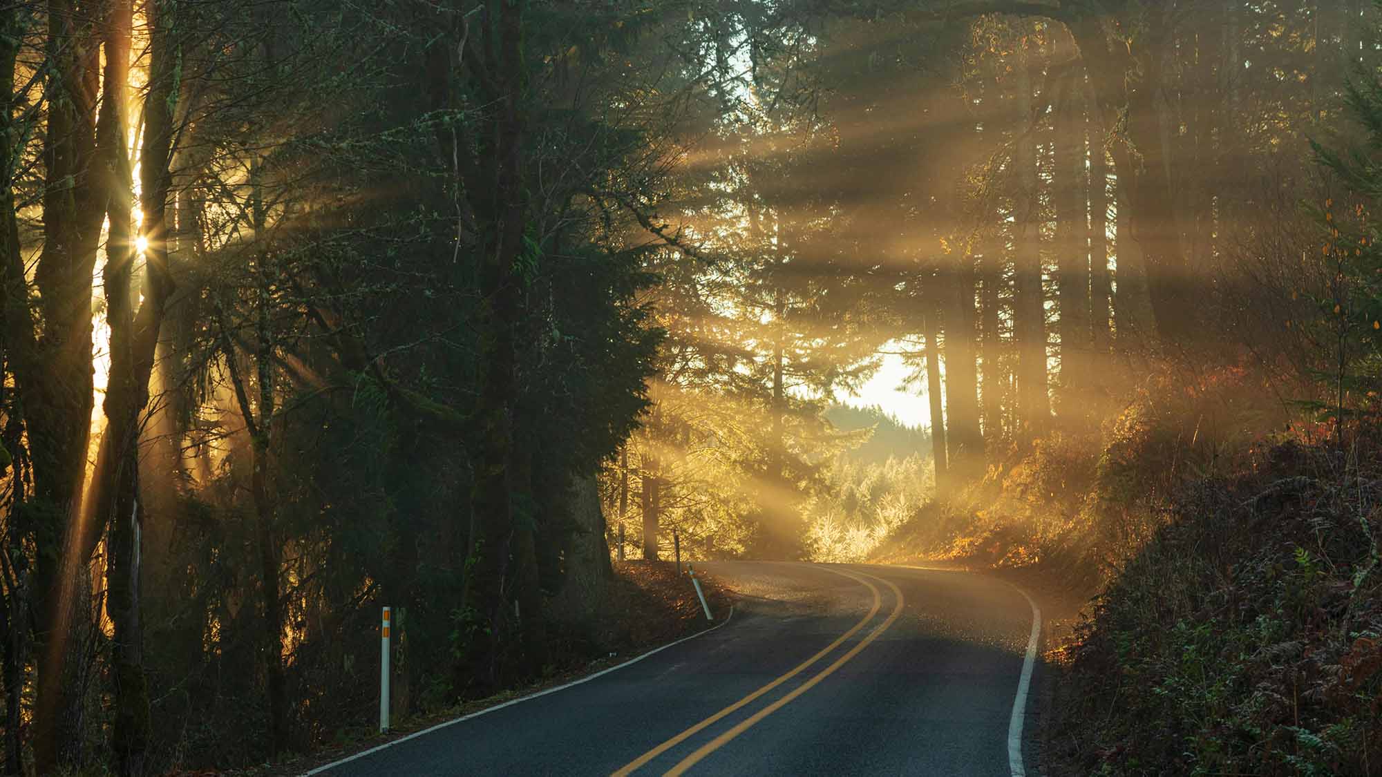 a highway through the trees